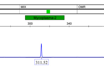 支原体检测-荧光PCR+毛细管电泳使得检测灵敏度上升千倍